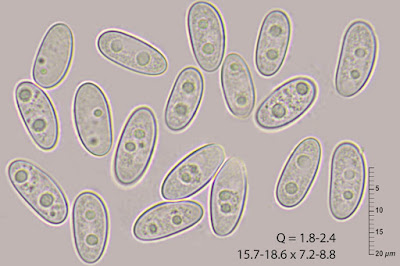 Propolis viridis