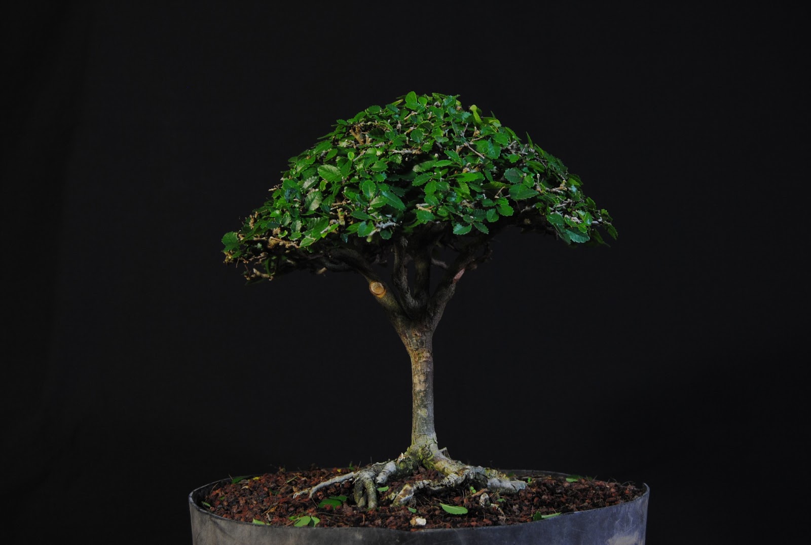 Alisios bonsái Una escoba de Olmo Chino.