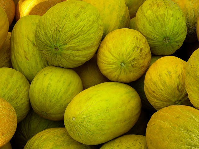 MedHermes lance deux nouvelles variétés du melon jaune au Maroc