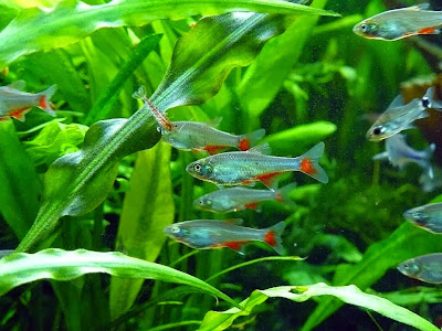 Tetra de Aleta Sangrante Tetra de Aleta Sangrante