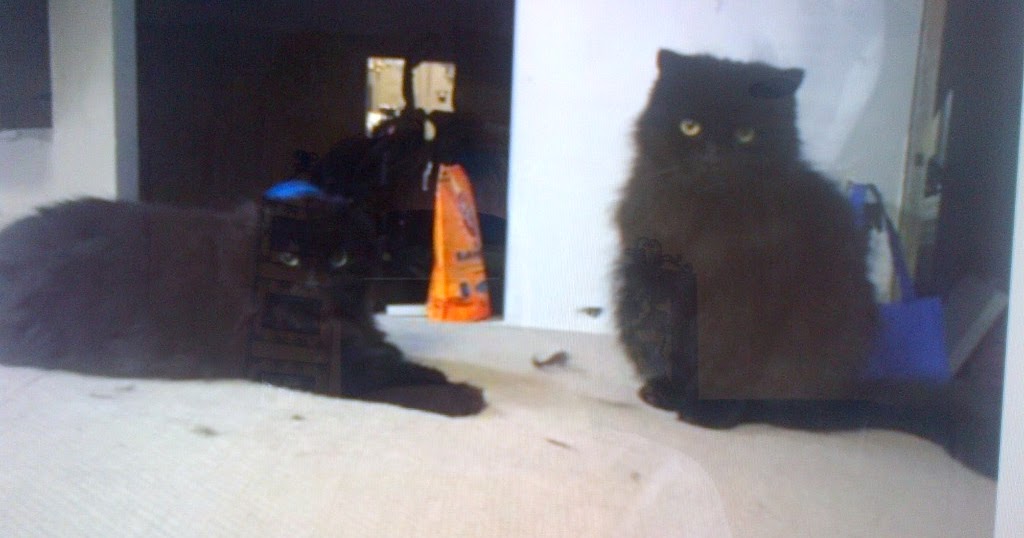 Hearts to the Rescue Deer Park, Long Island, NY TWO Long Haired Brothers***Now Orphans