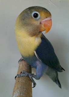 Jenis Burung Love Bird Parblue Sable Head Jenis Burung Love Bird Parblue Sable Head