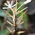 India's Smallest Orchids Discovered in Assam