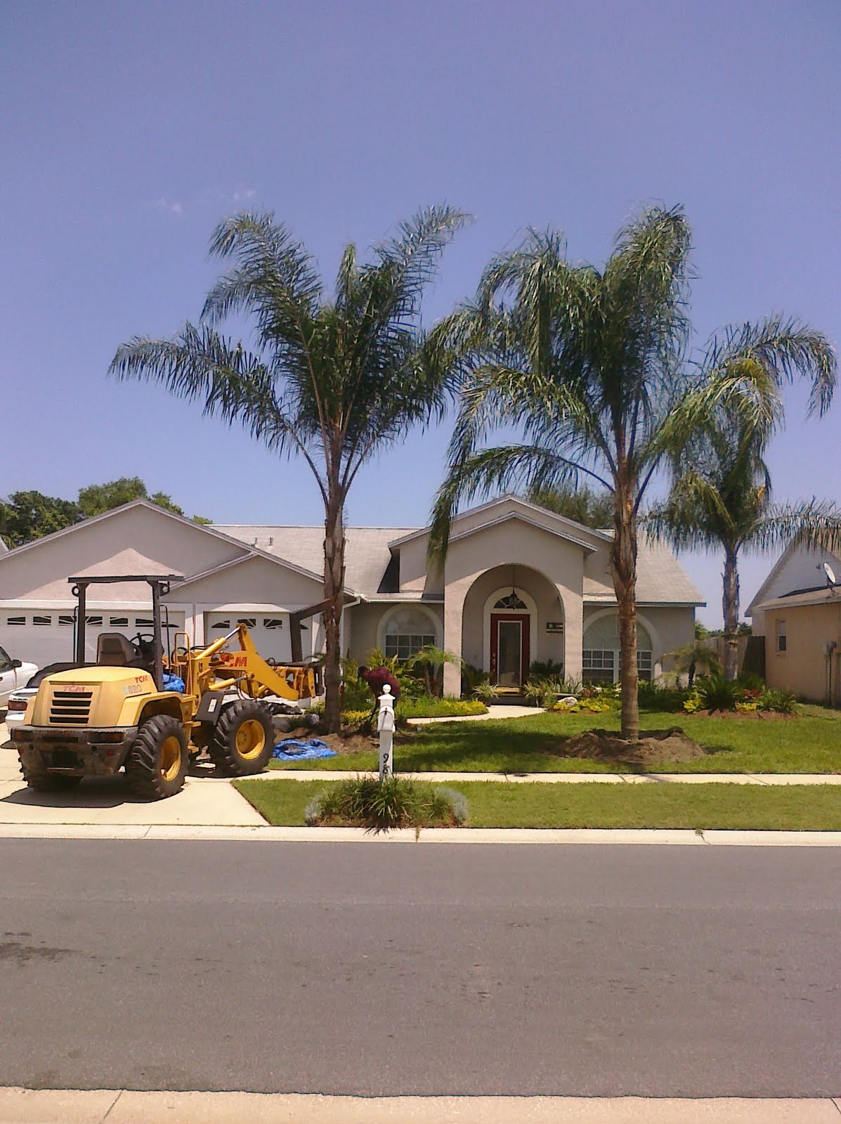 Tampa Bay Landscaper Wholesale Queen Palms Wholesale Palm Trees