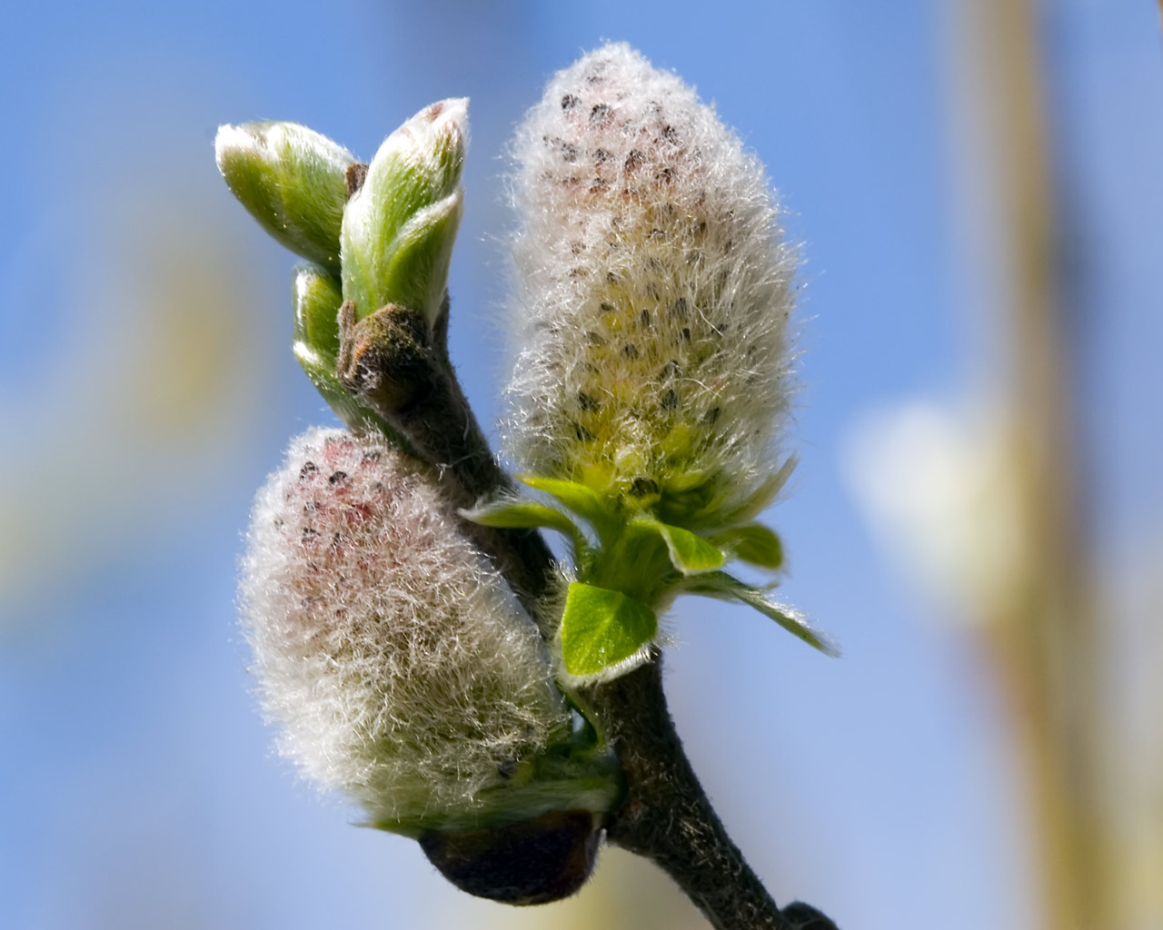 Pussy Willow Flower 58