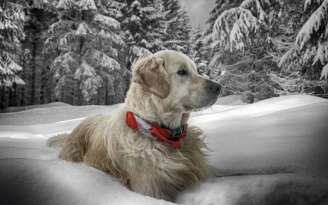 Hond in een dikke laag sneeuw