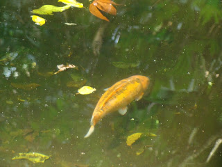 Tierra de collares: Jardín botánico La Laguna: peces