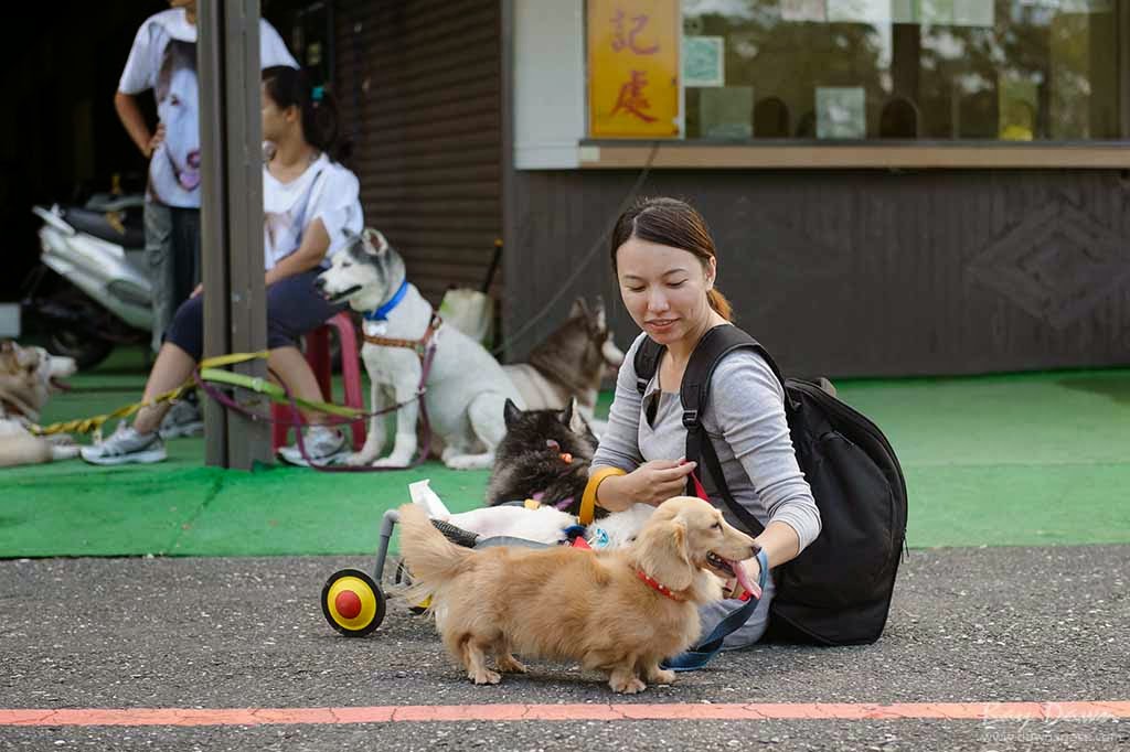 婚攝小動、婚攝推薦、活動紀錄、哈士奇、雪橇