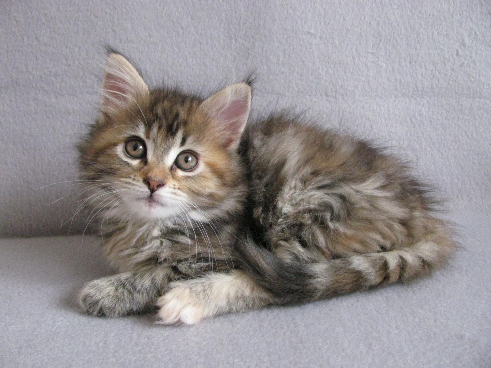 Het dagboek van Yara: Kitten 1...MARA...8 weken oud