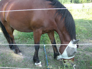 Promenad%2Bist%25C3%25A4llet%2Bf%25C3%25B6r%2Bsimhall%2B%25284%2529 - Skogen istället för simhallen