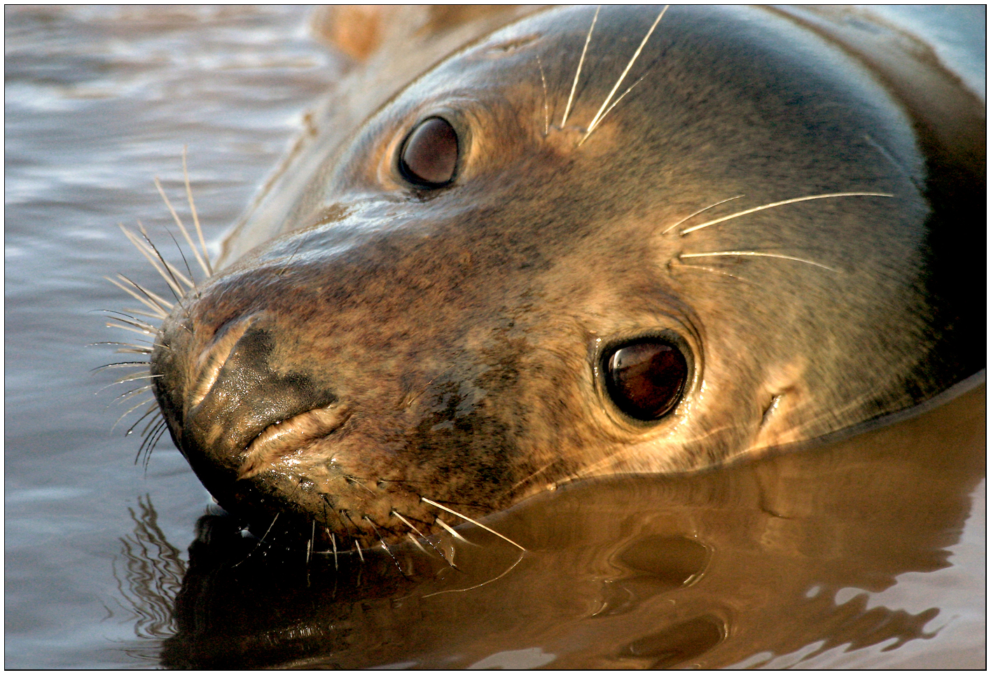 Lincolnshire Cam Seals on the Lincolnshire Coast.