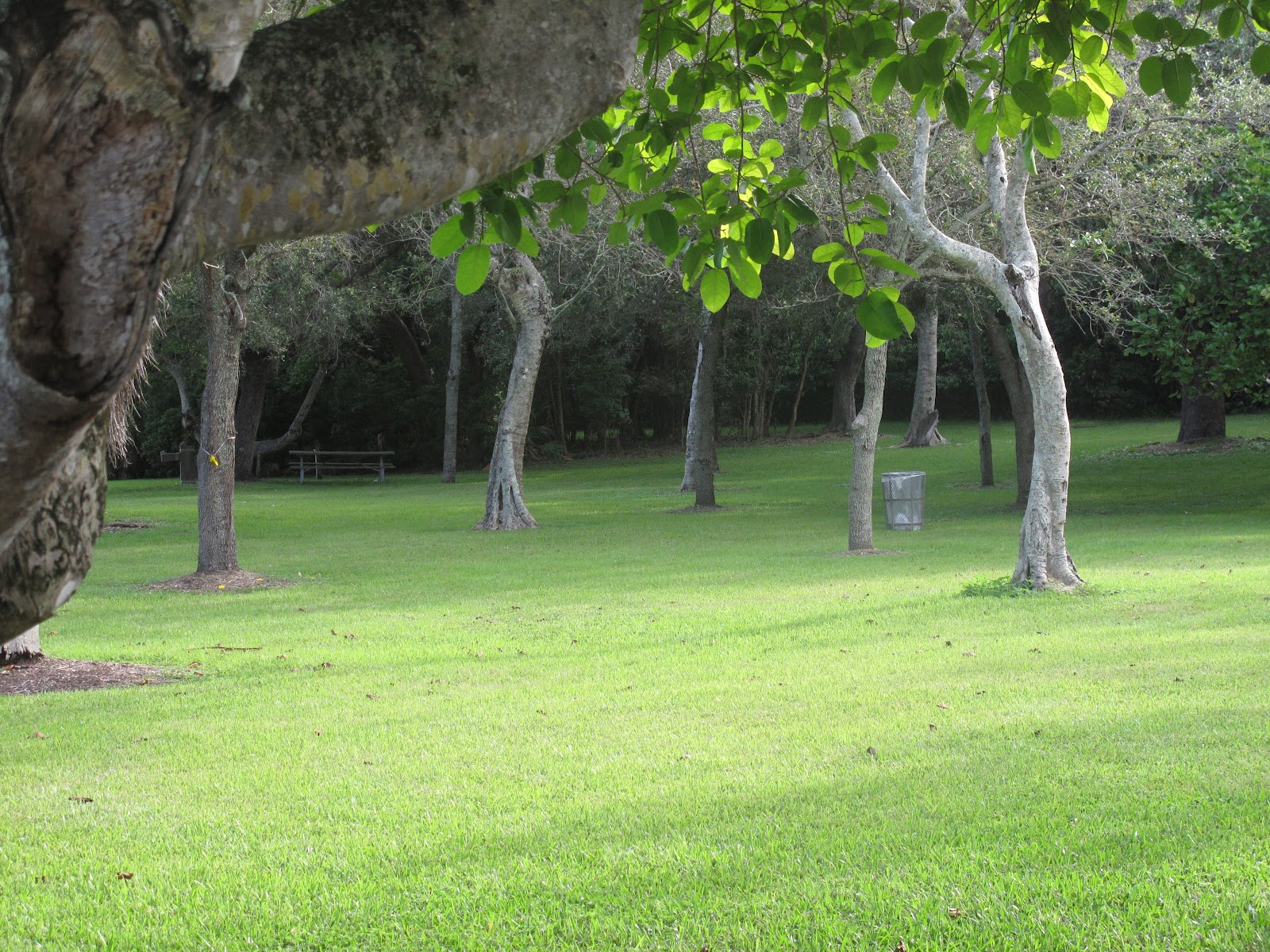 The Parks Department Matheson Hammock Park