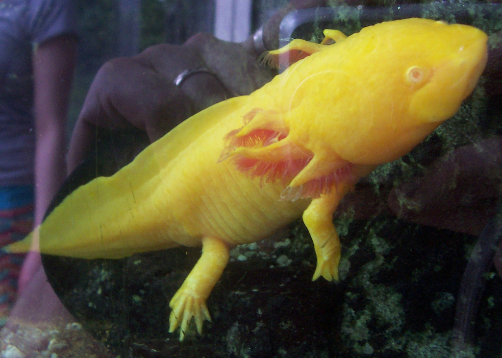 Аксолотль цвета. Аксолотль желтый. Желтый желтый аксолотль. Аксолотль аквариумный жёлтый. Аксолотль альбинос.