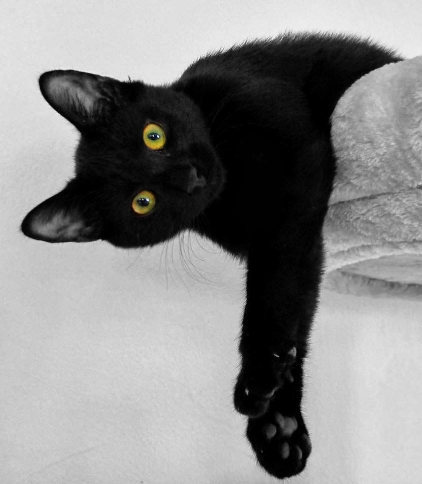 Kissakuvia: Musta kissa