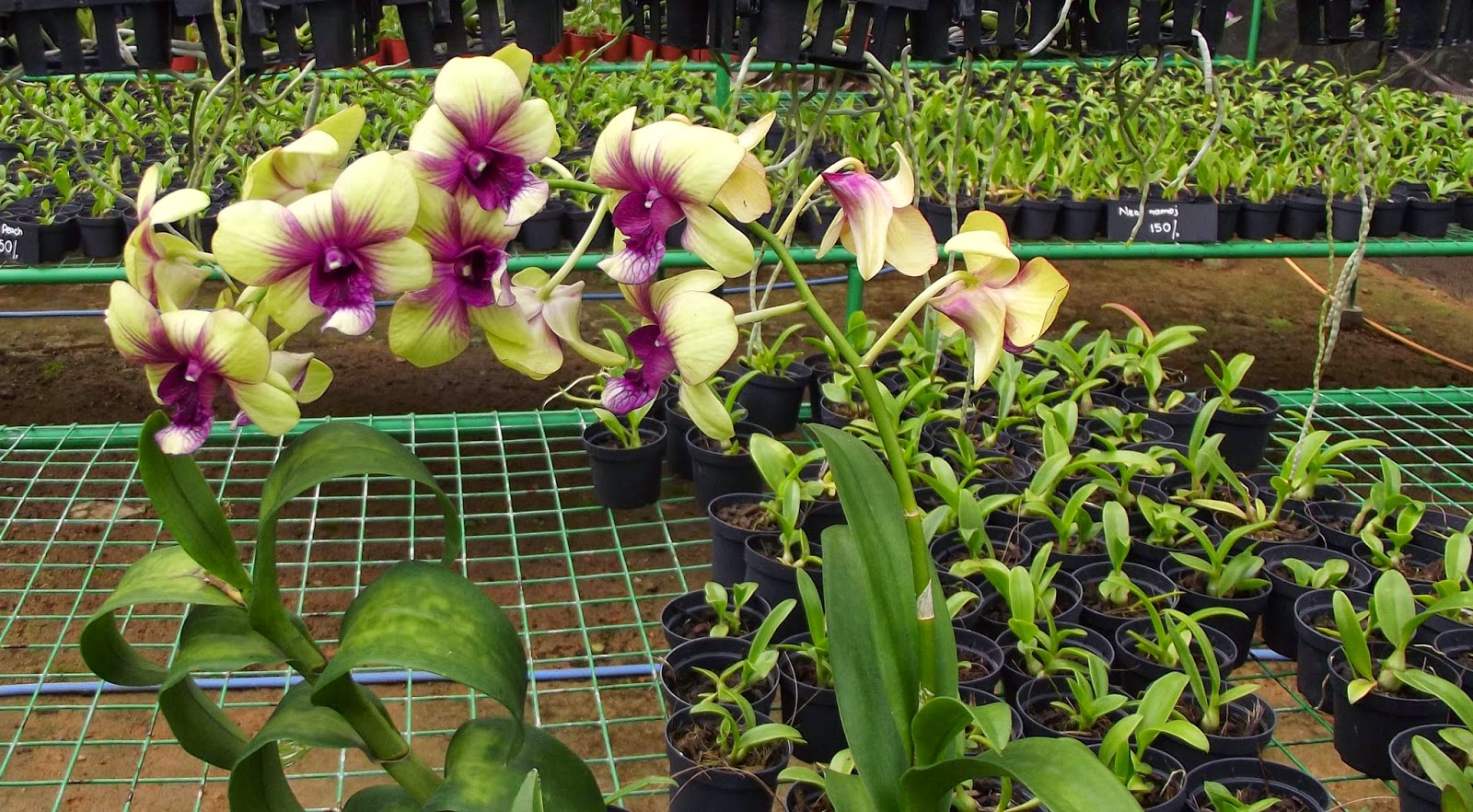 The Ceylon Times Sri Lankan orchid