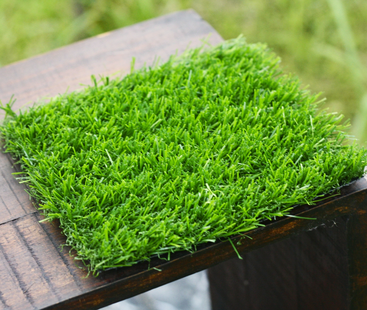 Rumput Untuk Taman Rumah Minimalis | Destaman