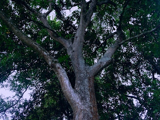 Branches Of Old Mango Tree In The Plant Field