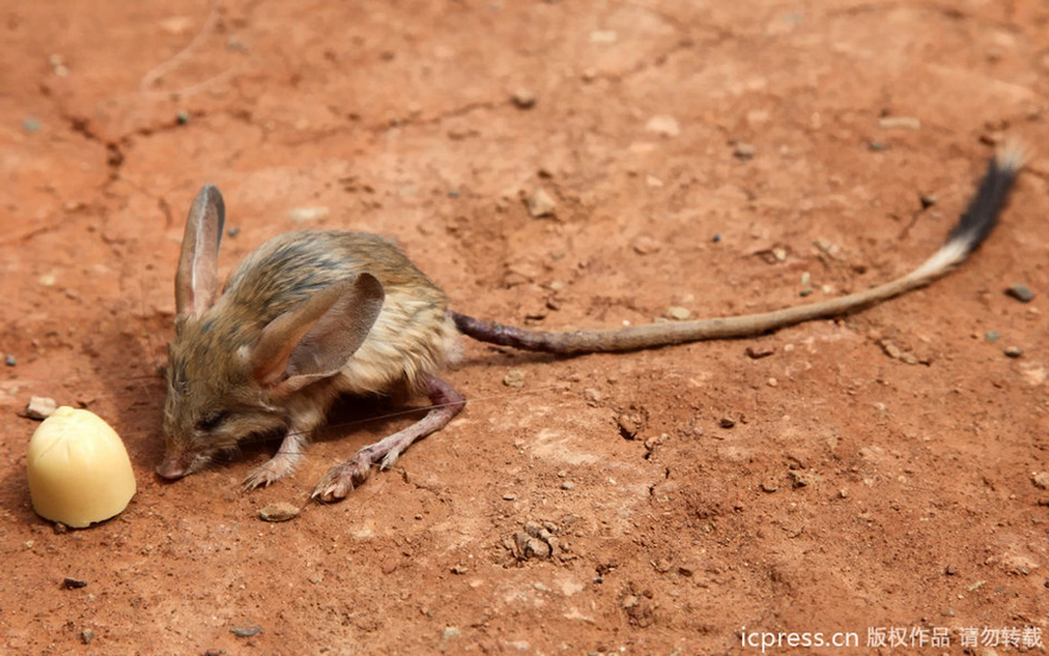 12 Hewan  Aneh yang  Muncul Di Alam Nyata Fauna Unik 