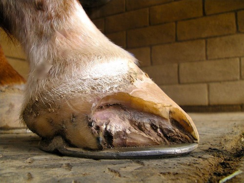 Fran Jurga`s Hoofcare + Lameness: On the Case: Wrapping Up a White Line ...