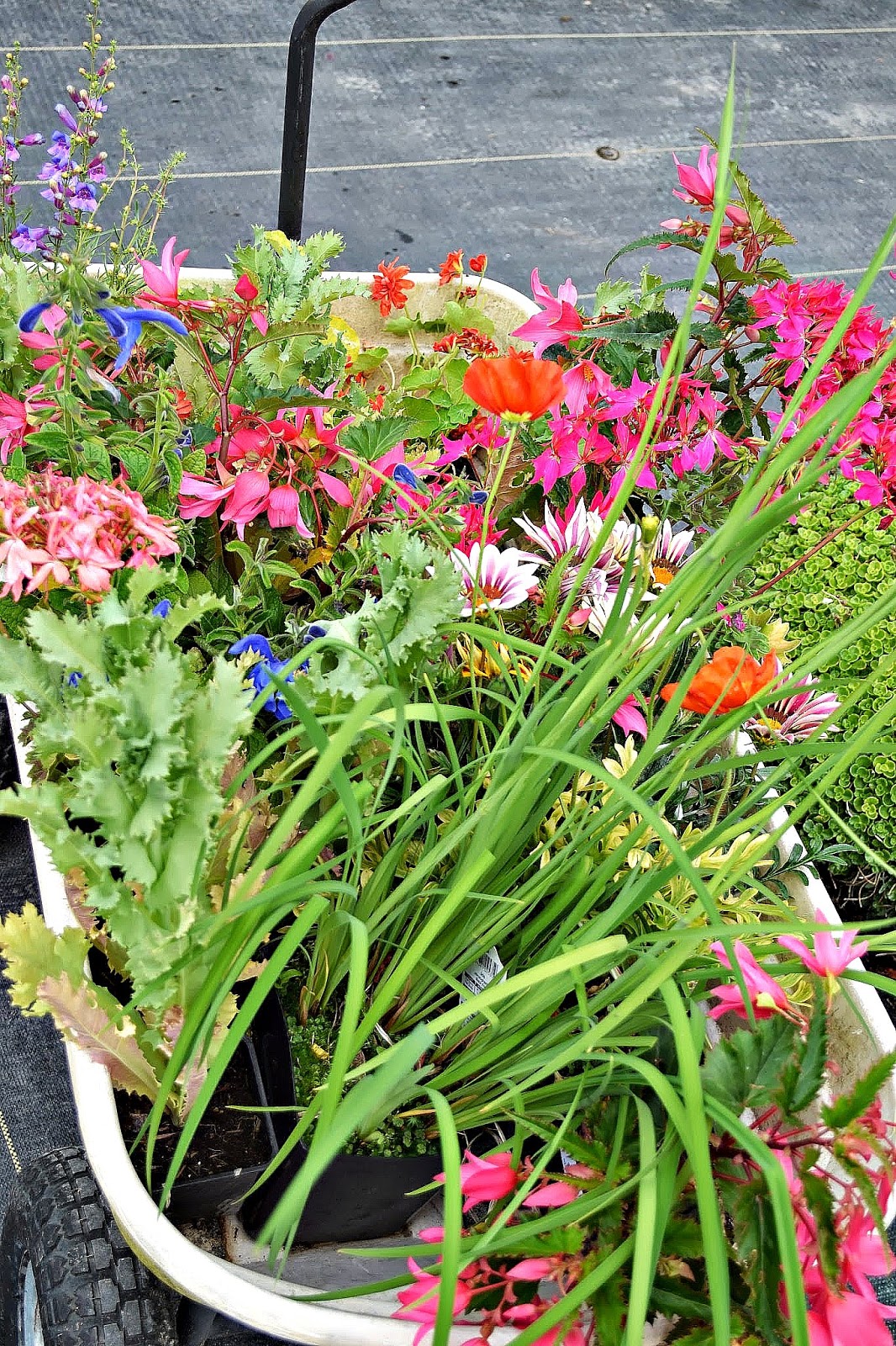 The Outlaw Gardener Vashon Island Part 3; Visiting Kathy's Corner Nursery