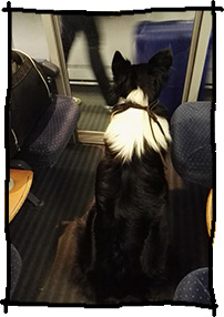 Zug fahren mit dem Hund