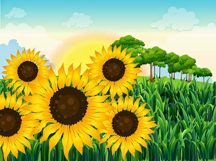 Beautiful sunflowers Center Vector Premium Vector
