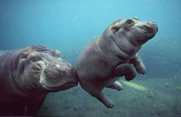 Baby Animals: Baby Hippo 3