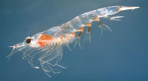 Plankton Juga Hasilkan Oksigen