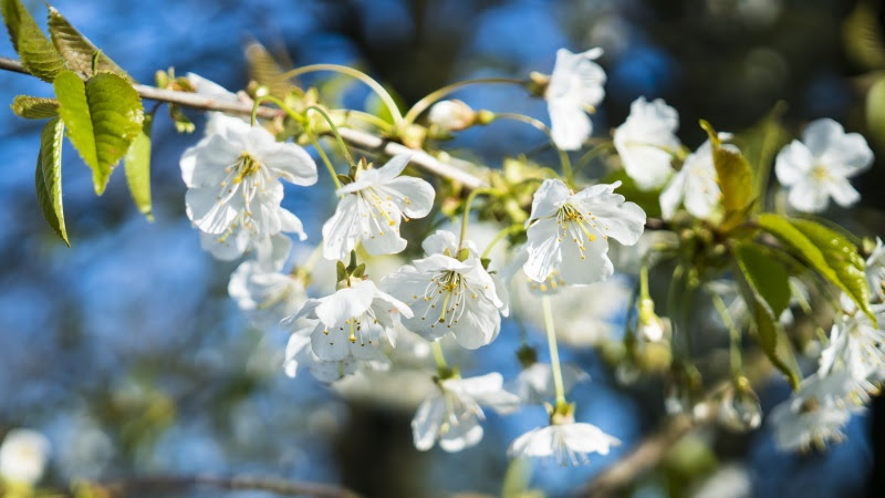 Cherry Blossoms