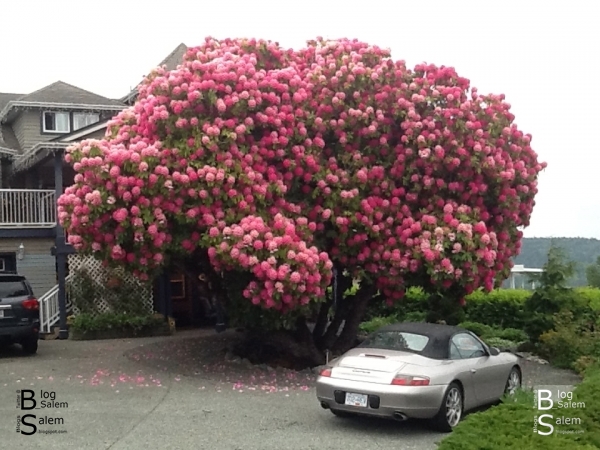 شجرة وردية رودودندرون عمرها أكثر من 125 عام في كندا Rhododendron Tree In Canada مدونة الرياض