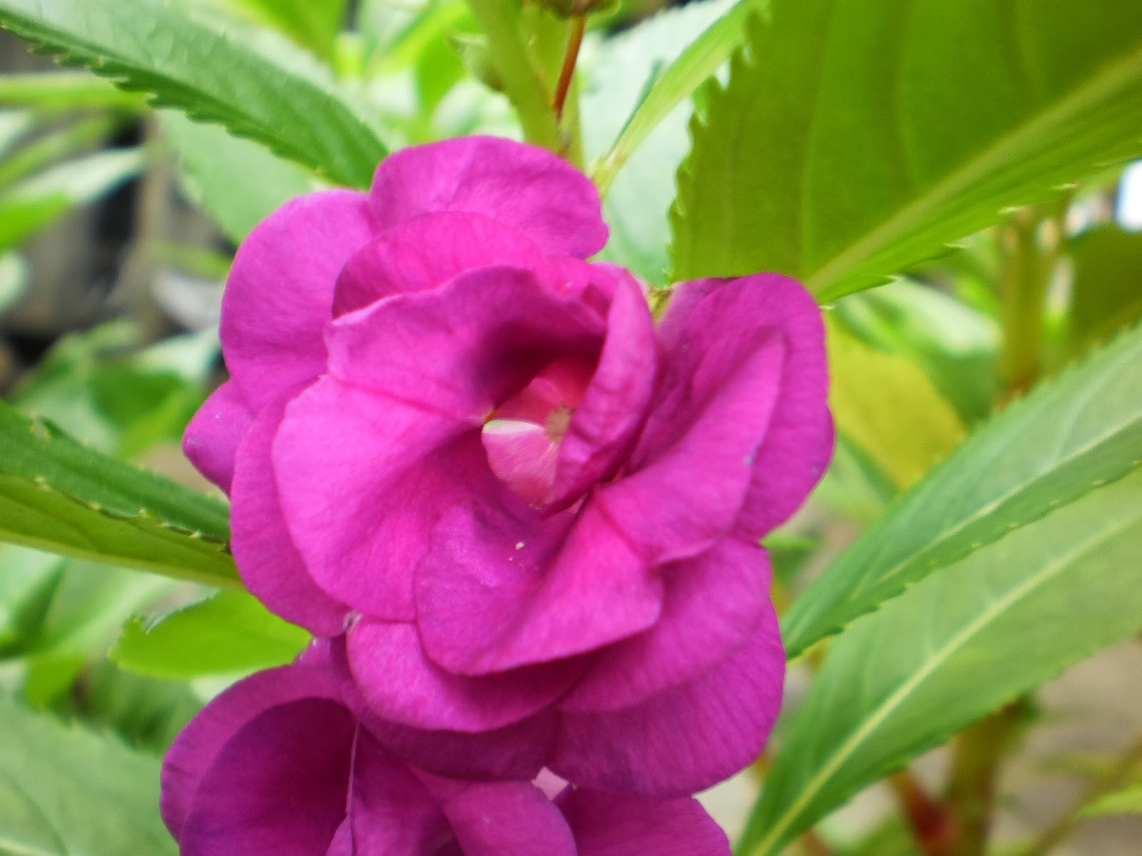 Ongzi's SecretGarden Impatiens balsamina