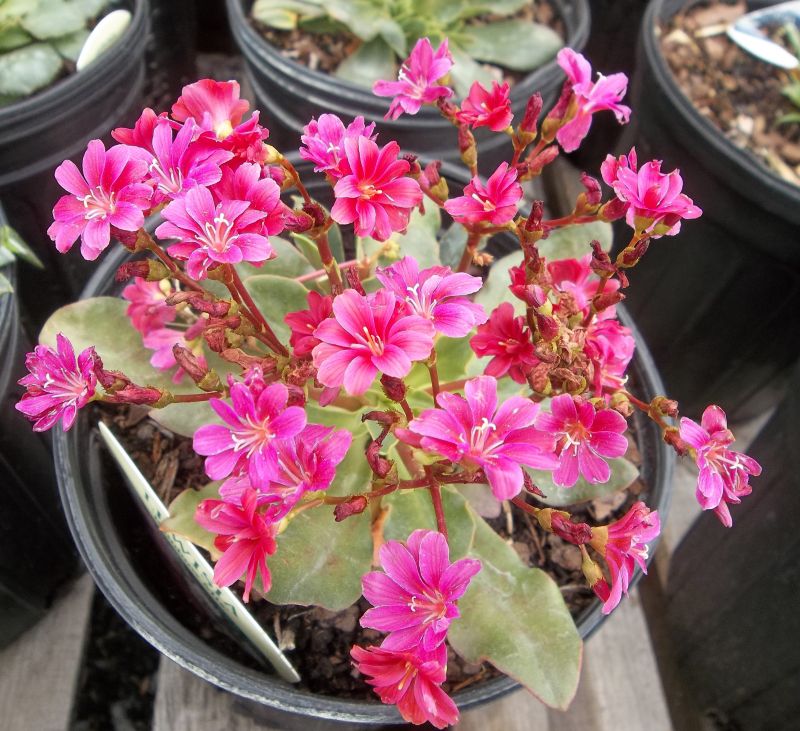 Future Plants by Randy Stewart: Lewisia