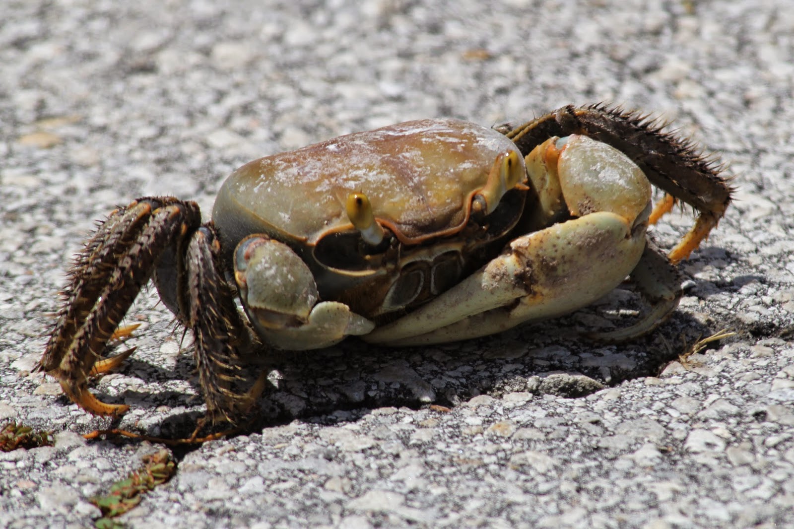 Visions From Key West