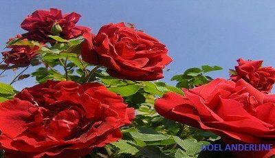 Puisi Bunga Mawar Merah Luluhkan Hatiku