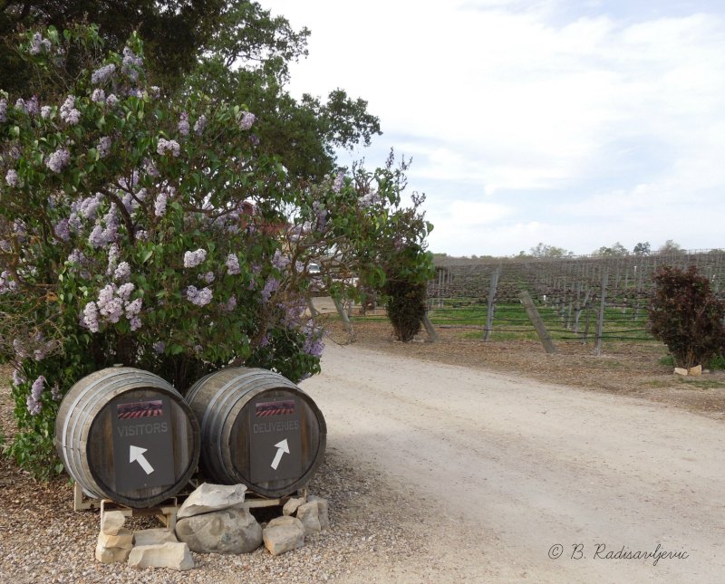 Paso Robles in Photos Zenaida Cellars Vineyards on the First Day of Spring
