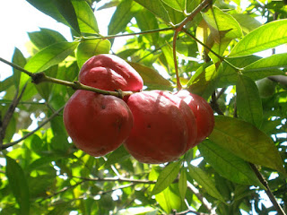 obat tradisional untuk ambeien
