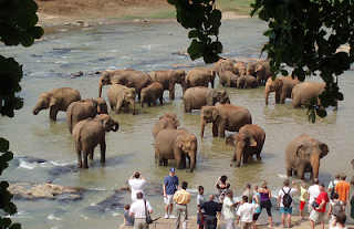 Pinnawela Elephant Orphanage Sri Lanka