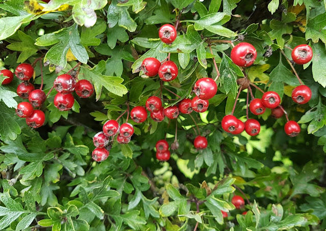 Hawthorn in the hedges Hawthorn in the hedges