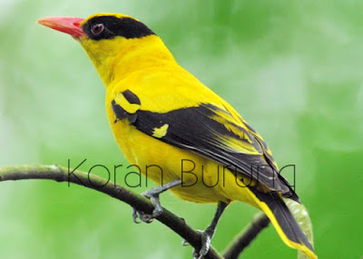 Perawatan Harian Burung Kepodang Agar Cepat Bunyi Kepodang termasuk burung kicau yang cukup gampang untuk dikenali Perawatan Harian Burung Kepodang Agar Cepat Bunyi