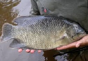 cara budidaya ikan, cara pemijahan ikan gurame di kolam terpal,ternak ikan gabus di kolam terpal,gurame kolam terpal, cara budidaya ikan, cara pemijahan ikan gurame di kolam terpal,ternak ikan gabus di kolam terpal,gurame kolam terpal,