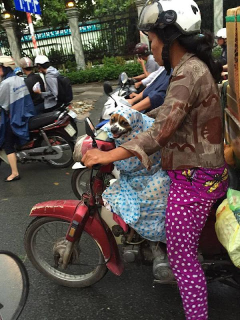 Cảm động với hình ảnh chú chó được chủ mặc áo mưa trên đường phố Sài Gòn