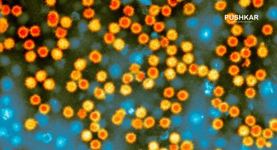 Норовирус (фото под микроскопом) - очень заразен и может выжить в течение нескольких дней на твердых поверхностях, ежегодно заражает до 700 миллионов человек во всем мире.