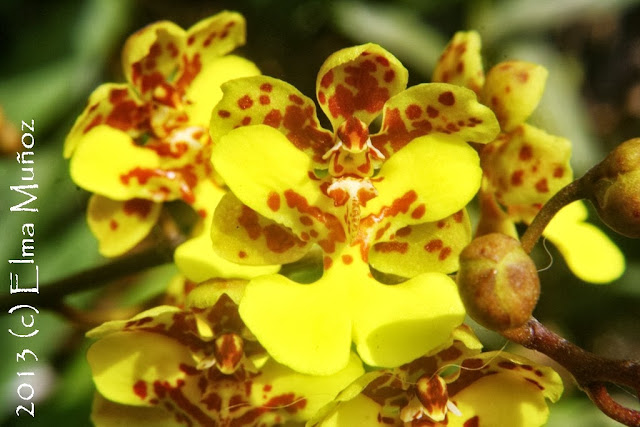 Oncidium cebolleta. Orquideas peruanas