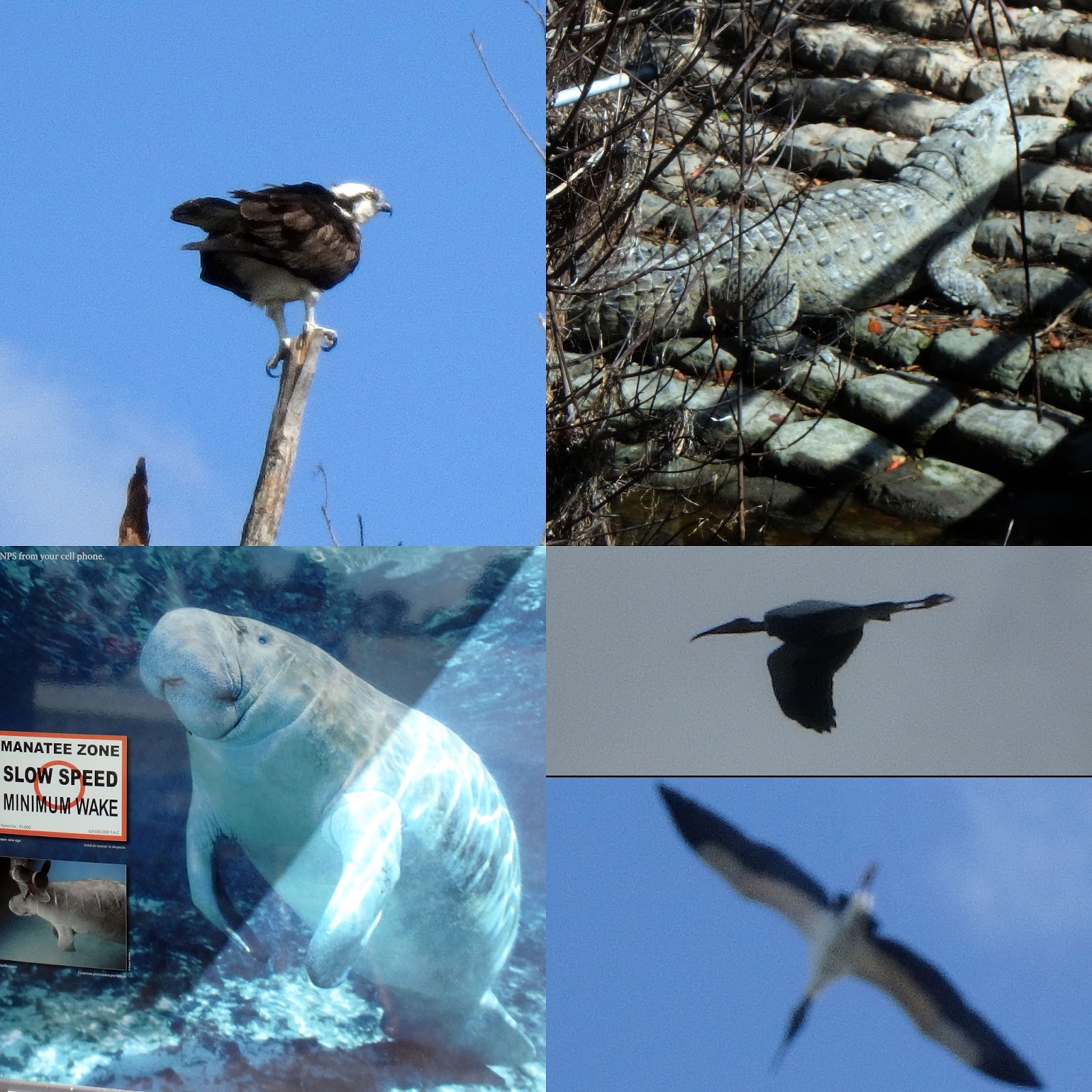 osprey american crocodile this is the only place in the usa they live manatee s live in the bay wood storks flying over head osprey on a nest osprey american crocodile this is the only place in the usa they live manatee s live in the bay wood storks flying over head osprey on a nest
