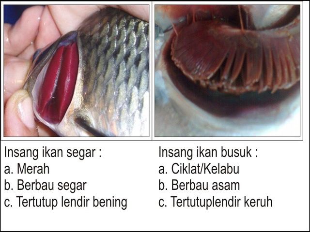 Gambar Insang Ikan