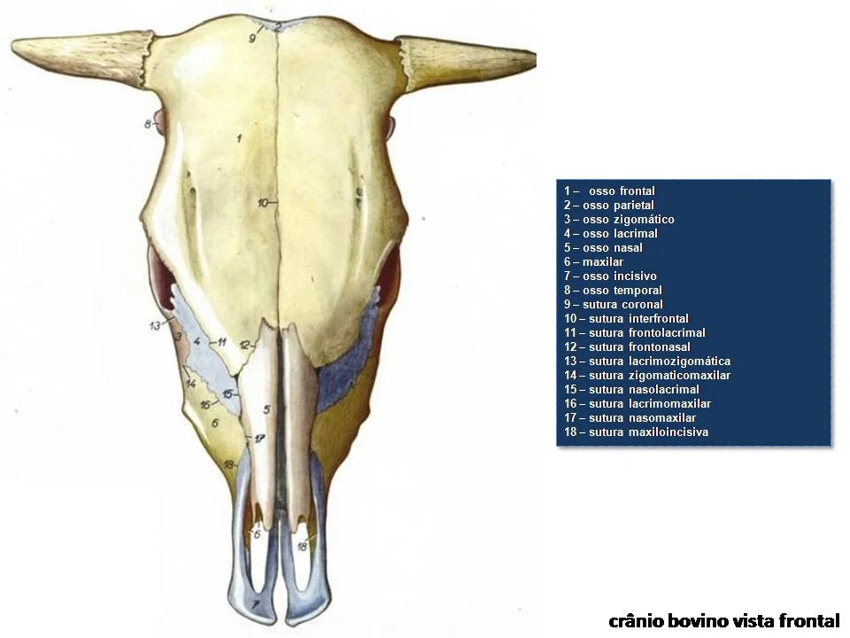 osso-frontal-parietal-zigomático-lacrimal-nasal-maxilar-incisivo-temporal-coronal-interfrontal-frontolacrimal-frontonasal-lacrimozigomática-sutura-zigomaticomaxilar-nasolacrimal-lacrimomaxilar-nasomaxilar-maxiloincisiva-anatomia-equino-cabeça-atlas-pdf-grátis-libros-de-veterinaria-livros-baixar-gratis