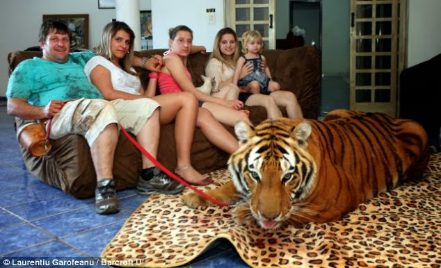 Familia,hogar,tigres