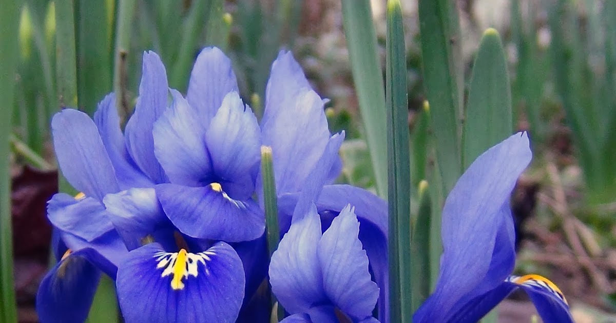 Tuinontwerp Tuinatelier Herman & Vermeulen Iris reticulata of dwergiris