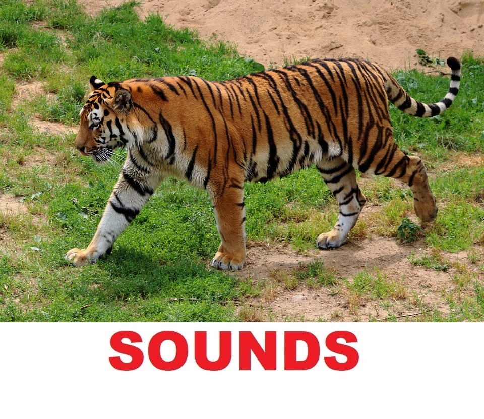 Звук тигра словами