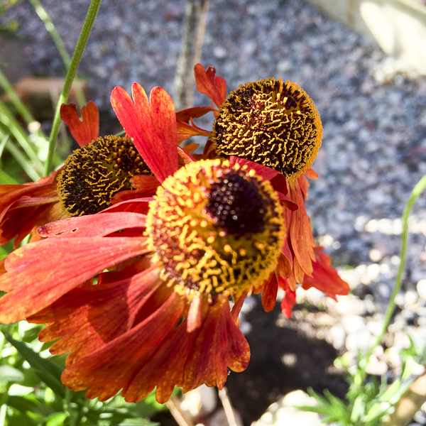 Helenium Moreheim Beauty solbrud